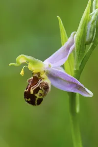 Bee Orchid (Ophrys apifera ssp)