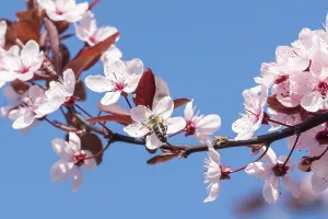 Bee on a pink cherry blossoms. Spring floral background on a blue sky