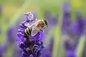 The bee pollinates the lavender flowers