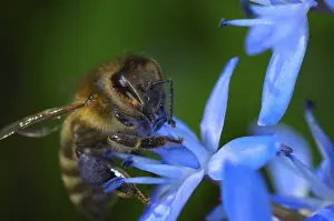 Bee pollinating a flower