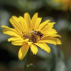 A bee sits on a yellow flower, close-up