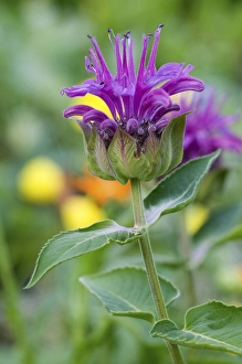 Category Mountain Landscapes Prints: Beebalm (Monarda hybrid)