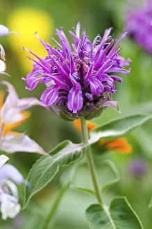 Category Mountain Landscapes Prints: Beebalm (Monarda hybrid)