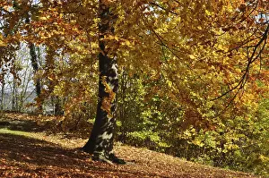 Beech, autumn, forest, tree, beech forest