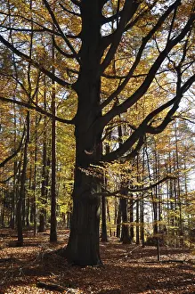 Beech, autumn, forest, tree, beech forest