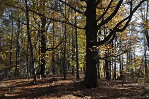 Beech, autumn, forest, tree, beech forest