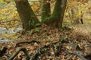 Beech in autumn, Wutach gorge, Black Forest