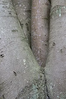 Beech bark overgrown with lichen