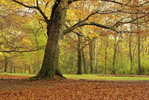 Beech, beech