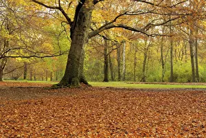 Beech, beech