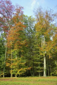 Beech, beech