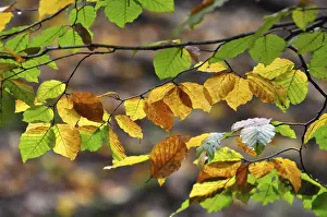 Beech branch in the forest in autumn colours