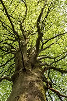 Beech in deciduous forest, Odderade