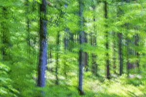 Beech (Fagus), beech family (Fagaceae)