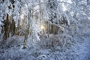 Beech (Fagus), beech family (Fagaceae)
