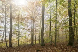 Beech (Fagus) forest in autumn
