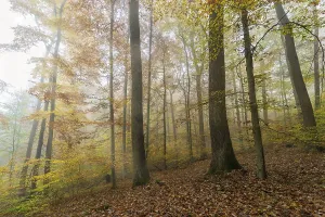 Beech (Fagus) forest in autumn, fog, Baden-Wuerttemberg, Germany, Europe