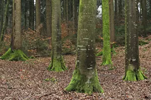 Beech (Fagus) forest, Beech family (Fagaceae)