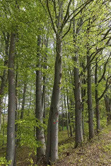 Beech (Fagus) forest in spring