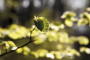 Beech (Fagus) leaves in a forest