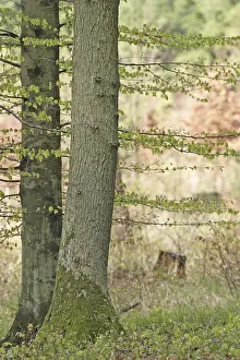 Beech (Fagus silvatica) and oak (Quercus robur) in early spring