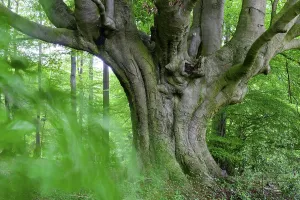Beech (Fagus sylvatica), Lower Saxony