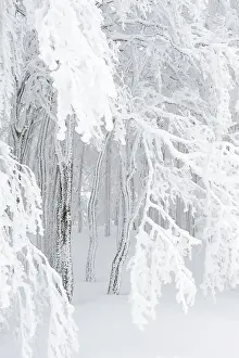 Beech (Fagus sylvatica) in winter