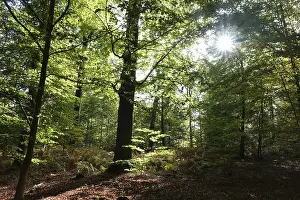 Beech forest