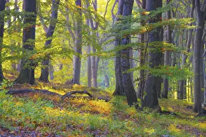 Beech forest auf der Insel Ruegen