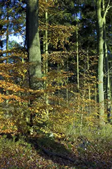 Beech forest in autumn