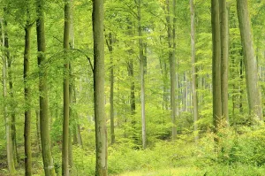 Beech forest in autumn, beech forest in fall 07