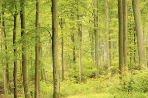 Beech forest in autumn, beech forest in fall 08