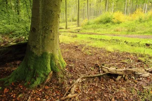 Beech forest in autumn, beech forest in fall 10