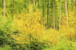 Beech forest in autumn, beech forest in fall 11