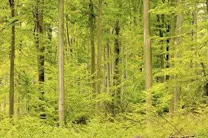 Beech forest in autumn, beech forest in fall 16