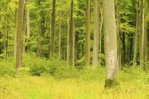 Beech forest in autumn, beech forest in fall 20