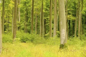 Beech forest in autumn, beech forest in fall 21