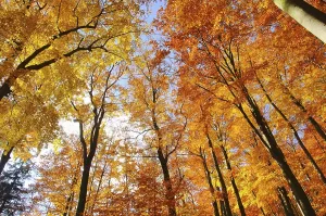 Beech forest in autumn, beech forest in fall 31