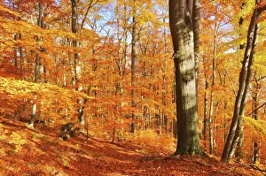 Beech forest in autumn, beech forest in fall 32