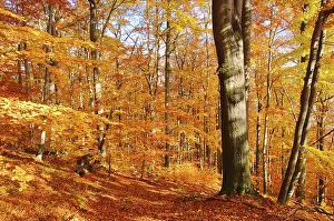 Beech forest in autumn, beech forest in fall 33