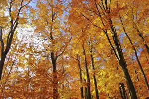 Beech forest in autumn, beech forest in fall 35