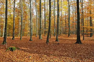 Beech forest in autumn, beech forest in fall