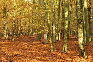 Beech forest in autumn, beech forest in fall
