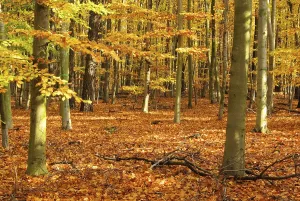 Beech forest in autumn, beech forest in fall