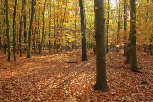 Beech forest in autumn, beech forest in fall