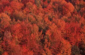 Beech forest in autumn, Bramwald