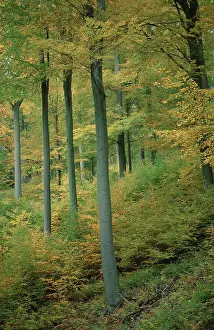 Beech forest in autumn, Common beech (Fagus sylvatica)
