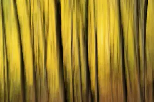 Beech forest in autumn, dark trunks