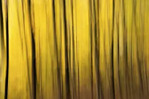 Beech forest in autumn, dark trunks
