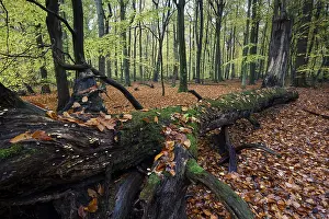 Beech forest in autumn, deadwood